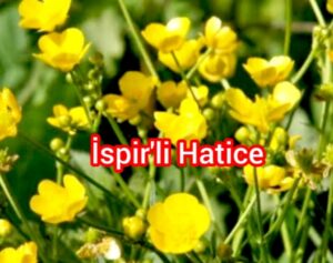*Unutamadıklarımız* Kaybolan zamanda yolculuk ederken;unutamadığımız ne çok şey varmış meğer. Babamın zincirli cep saatini mi desem anamın kömürlü ütüsünü mü? Yapağı yünü tarakta tarayıp,teşikte büküp ip yapıp, çorap örüp giydiren daha sonra giydikçe önce tabanları delinen çorapların deliklerini iğneyle ören eller nerede? Tandırın kürsüsünde gaz lambasının ışığında kanaviçe işleyen, beyaz yaşmağa boncuk oyası yapan ellere ne oldu? Hep seksenler, doksanlar diyorlar.. Elliler,altmışlar, yetmişler nerede? Evin bir köşesinde duvara asılı içinde teşikler olan galat( çepük), içinde çeşitli erzak olan yüzleri pırıl pırıl küpler,ortadirekte asılı yün heybe, kadife kumaş kırpıklarıyla bezenmiş üzerlik otu süsü tablo gibi... Ya o defter misali hüviyet cüzdanı... Ucu dantelli ve kanaviçeli elbise ortülüğü,terek örtülüğü... Mısır hopilinden yaptığımız hasır, yün dokuma kilim, cecim.. Ayaklarımıza deriden yapılmış hassıl, çarık.. Hiç unutulur mu? Duvar halıları, yoğurt mayaladığımız seyran bakracı.. Tarlaya yemek götürdüğümüz sefertasları ... Kântaman dediğimiz içine tuz koyup hayvanlara götürdüğümüz zamanlar... Ekinleri temizlerken kalburla , gözelle,şadırayla... Kem bükerken elceğin çıkardığı sesi unutmadık. Rengarenk ördüğümüz paspasların içinde ailenin eskiyen yelekleri,sueterleri, hırkaları.. Biz anadan babadan gördüklerimizi unutmayız destekte unutulmaya yüz tutmuş oyunlarımız var cüz, beştaş, aşık atma, çift mi tek mi gibi... Elimizi ot biçerken kestigimizde üç güllü otu taş ile dövüp yaramıza basardık tez iyileştirirdi. İşte böyle hayat devam ediyor. Kimi tarladan geliyor omuzunda kürek elinde çepük.. Kimi Çeşmeye gidiyor elinde ibrik. Bulutlar alçalmış güneş bir var bir yok.. Bahar rüzgarı ellerimi catlatmış ne çıkar? Bir ömre bedeldir İspir'imizin çam kokulu esen bahar yelleri...