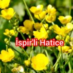 ANILARDAKI İSPİR VE PAZARYOLU